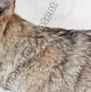 Wolf fur photo reference 0001